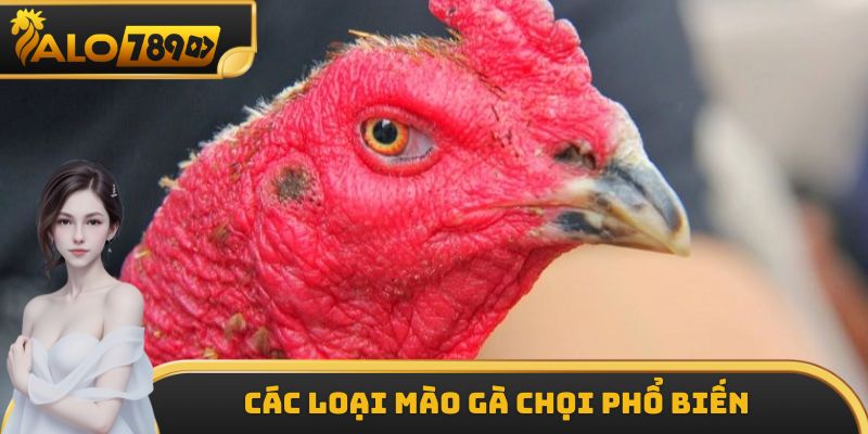 Các loại mào gà chọi phổ biến