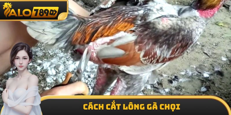 Cách Cắt Lông Gà Chọi - Hướng Dẫn Các Thực Hiện Chuẩn Chỉ Nhất