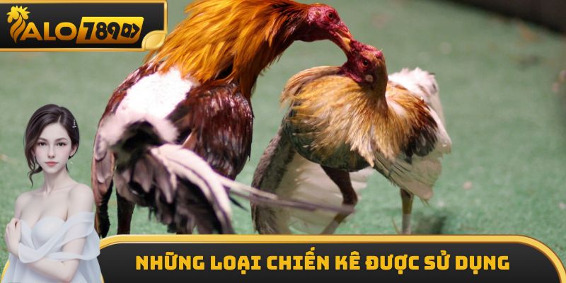 Những loại chiến kê thường được sử dụng khi thi đấu