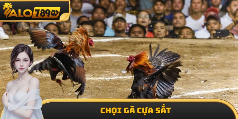 Chọi Gà Cựa Sắt - Loại Hình Được Yêu Thích Nhất Tại ALO789