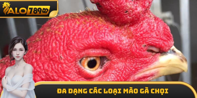 Đa dạng các loại mào gà chọi