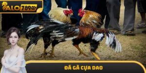 Đá Gà Cựa Dao ALO789 - Sân Chơi Hấp Dẫn Không Nhàm Chán