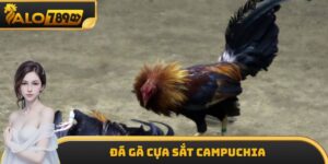 Đá Gà Cựa Sắt Campuchia ALO789 - Lựa Chọn Cá Cược Tốt Nhất