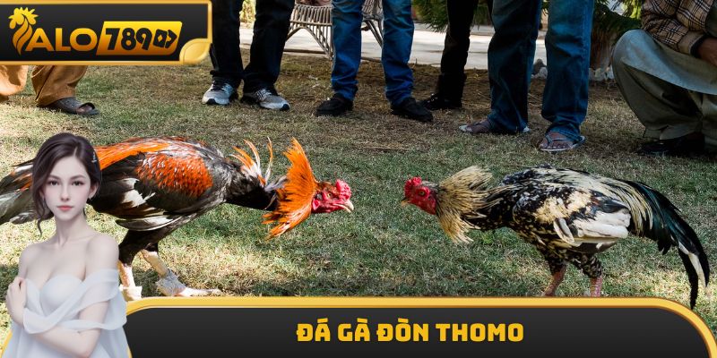 Đá Gà Đòn Thomo ALO789 - Đấu Trường Hấp Dẫn Nhận Lãi Lớn