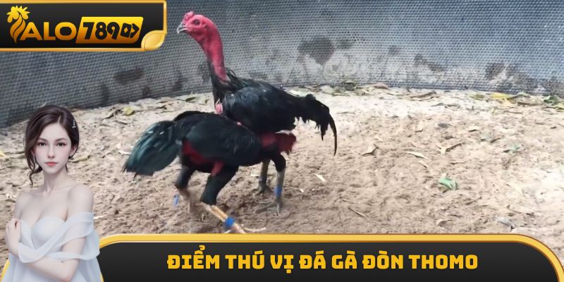 Điểm thú vị đá gà đòn Thomo