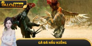 Gà Đá Hầu Kiềng - Loại Hình Chiến Kê Vô Cùng Dũng Mãnh