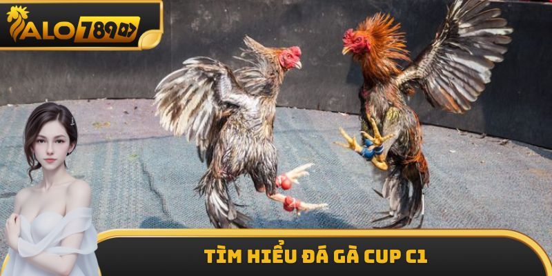 Tìm hiểu đá gà Cup C1