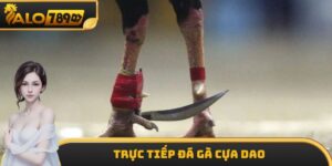 Trực Tiếp Đá Gà Cựa Dao - Loại Hình Giải Trí Vô Cùng Hấp Dẫn