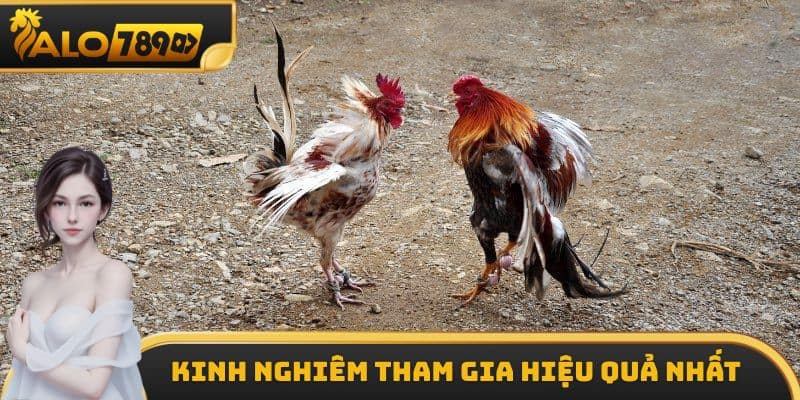 Kinh nghiệm chơi trực tiếp đá gà dao hôm nay hiệu quả